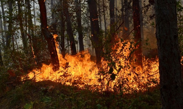 Пожар в боровата гора над Сопот