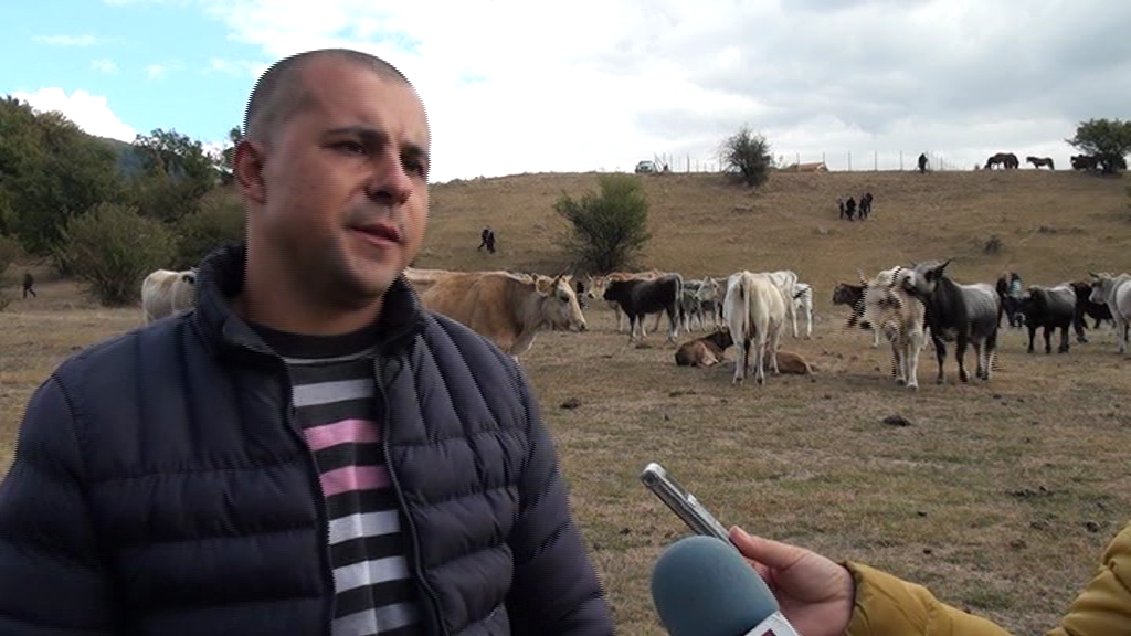 Животновъди от Подбалкана искат специални етикети за продуктите, произведени от редки породи български животни