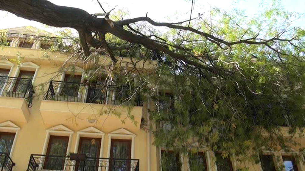 (ВИДЕО) 30 метрово дърво падна върху фасадата на хотел в Хисаря