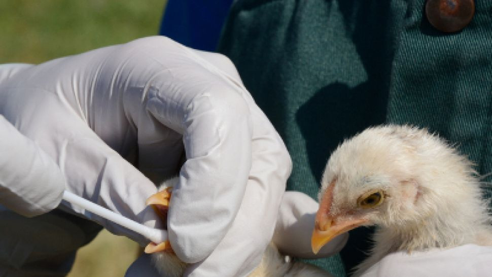 Внимание! Опасност за зараза от птичи грип при домашните птици в Община Хисаря