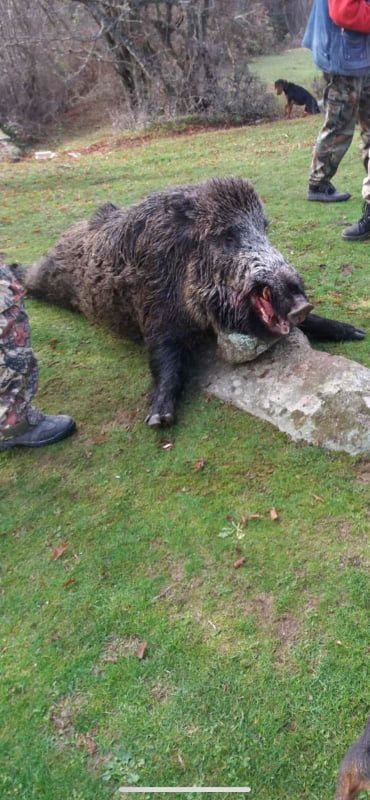 Ловци от Красново незаконно обстреляха 7 диви прасета