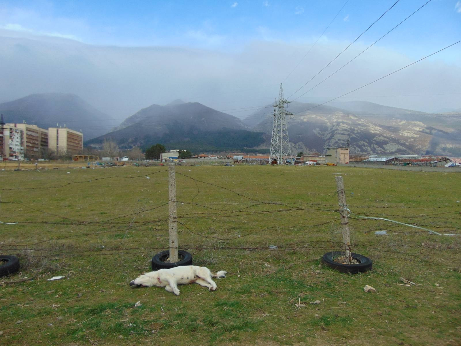 Ужасяващо! Жител на Сопот откри умъртвено куче докато се разхожда 