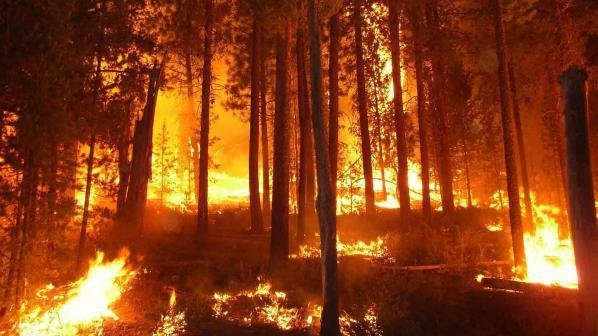 Голям горски пожар бушува  в Хисарско