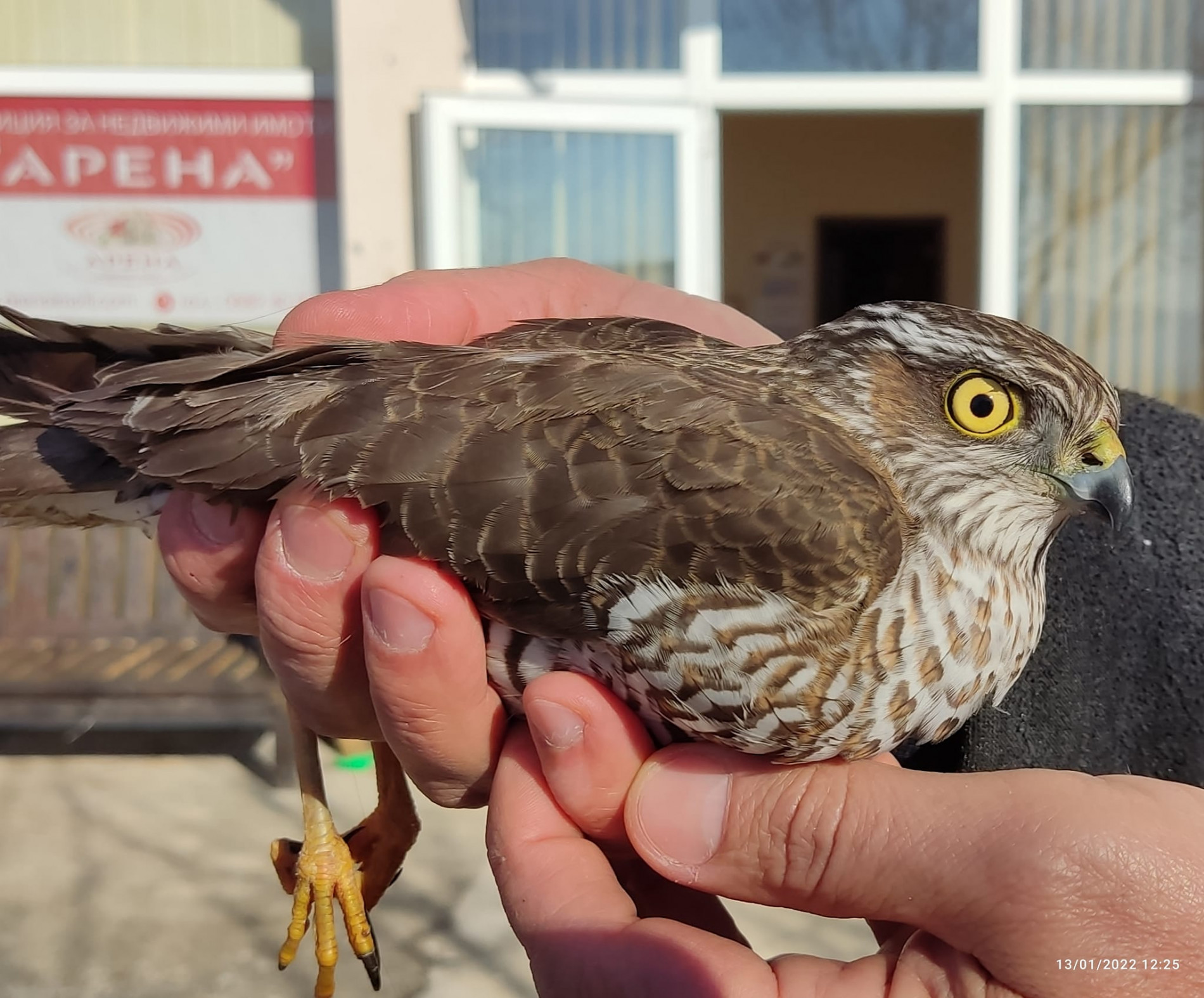 Собственици на автокомплекс в Сопот спасиха застрашена от изчезване птица