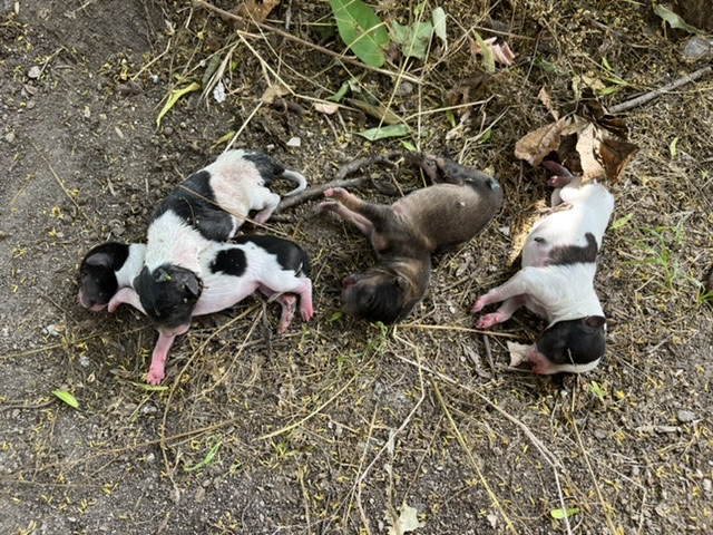 Потресаващо! Изхвърлиха 8 новородени кученца в центъра на Карлово