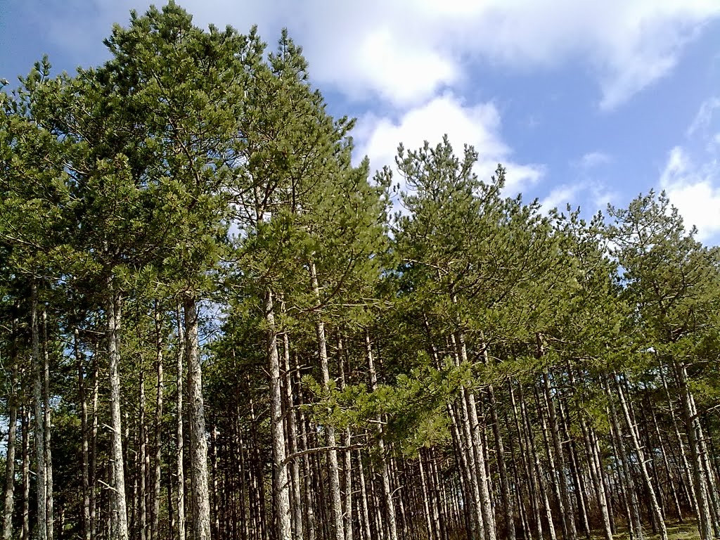 Горското стопанство извършва лесозащитни мероприятия в Боровата гора над Сопот