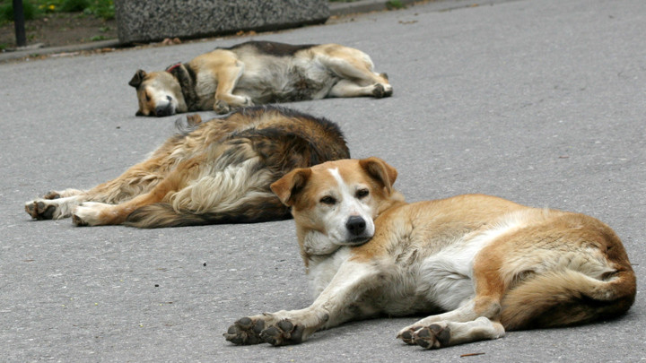 Община Сопот предупреждава: Не носим отговорност за евентуално заловени домашни кучета и котки по улиците