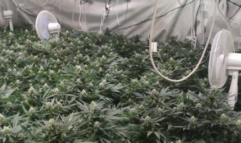 В Сопот откриха лаборатория за отглеждане на марихуана